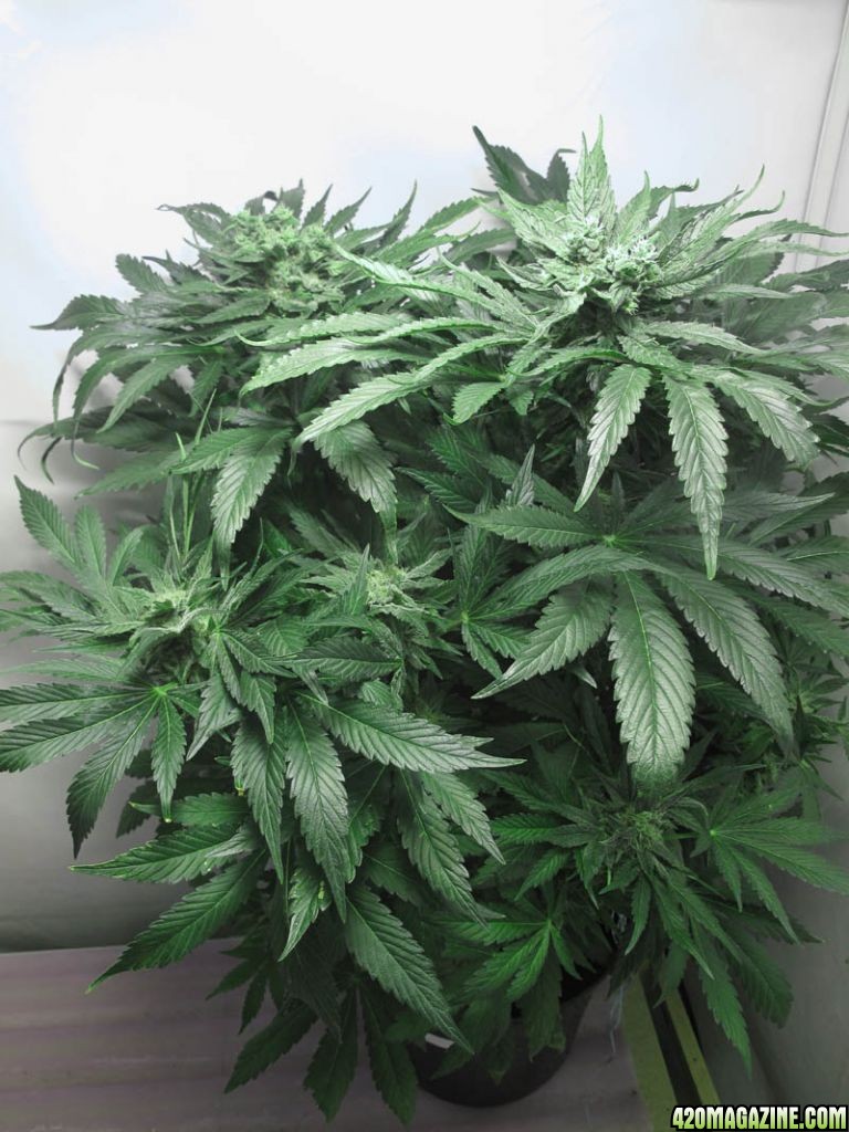 Grow_3_Flower_Day_63_WW_1.jpg