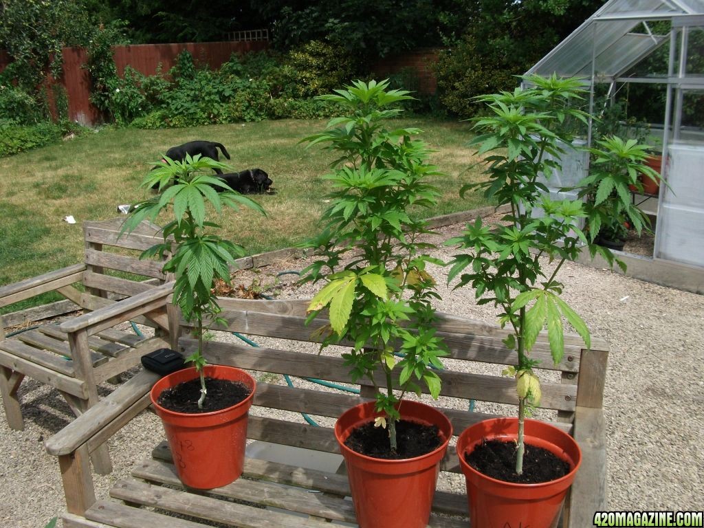 Grow_Diary_002.jpg