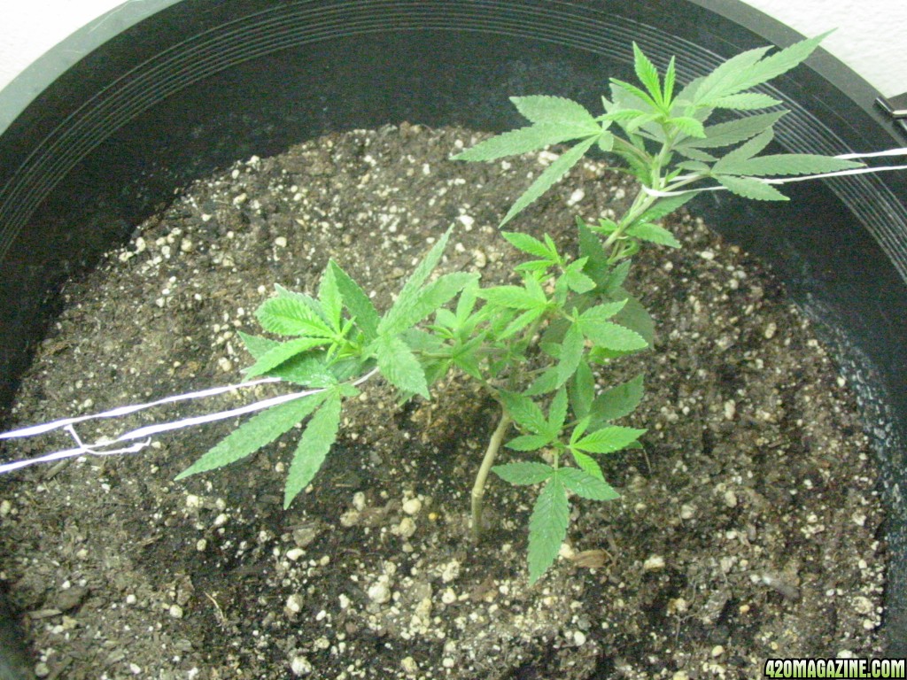 Grow_Op_080.jpg