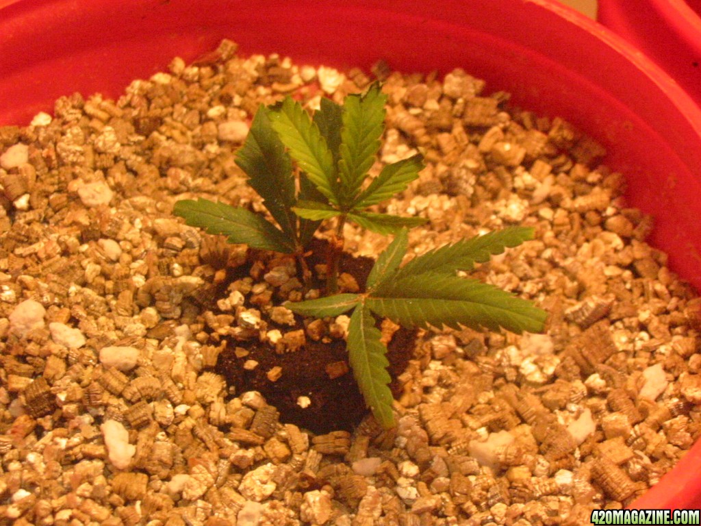 Grow_Op_088.jpg