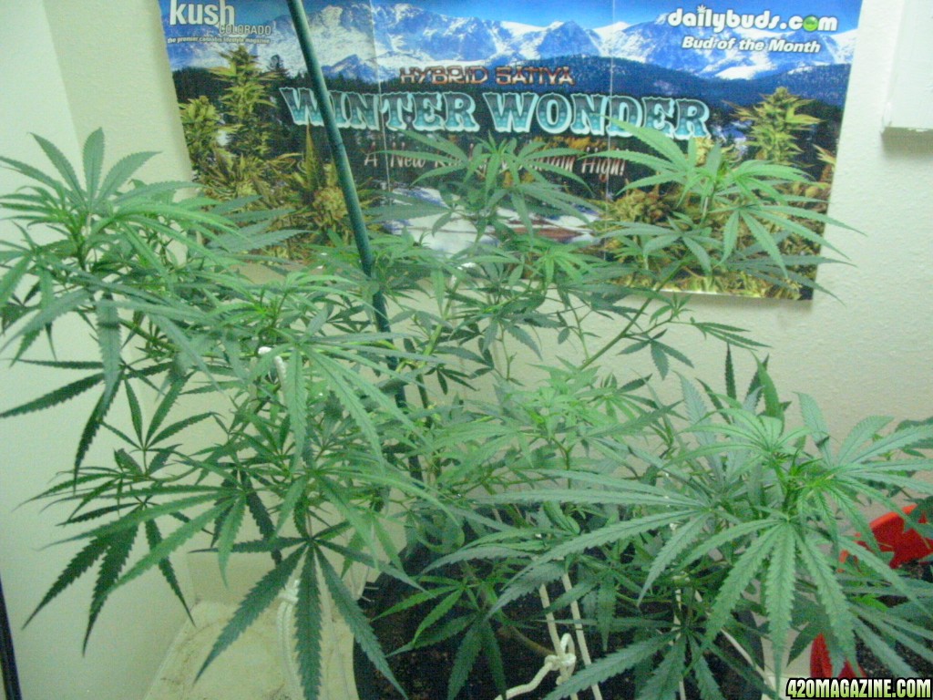 Grow_Op_090.jpg