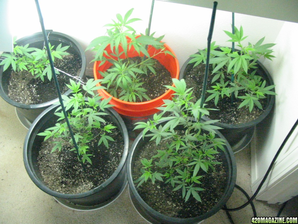 Grow_Op_092.jpg