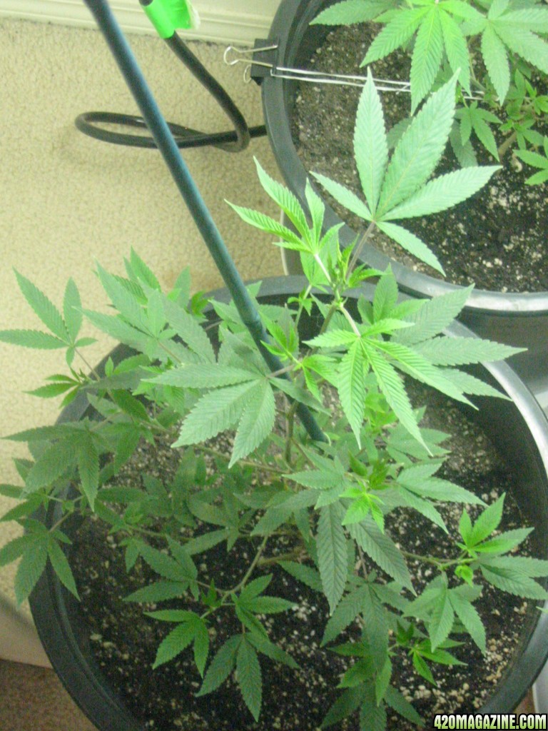 Grow_Op_097.jpg