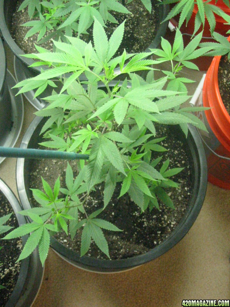 Grow_Op_099.jpg