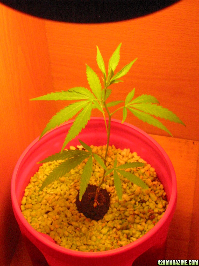 Grow_Op_125.jpg