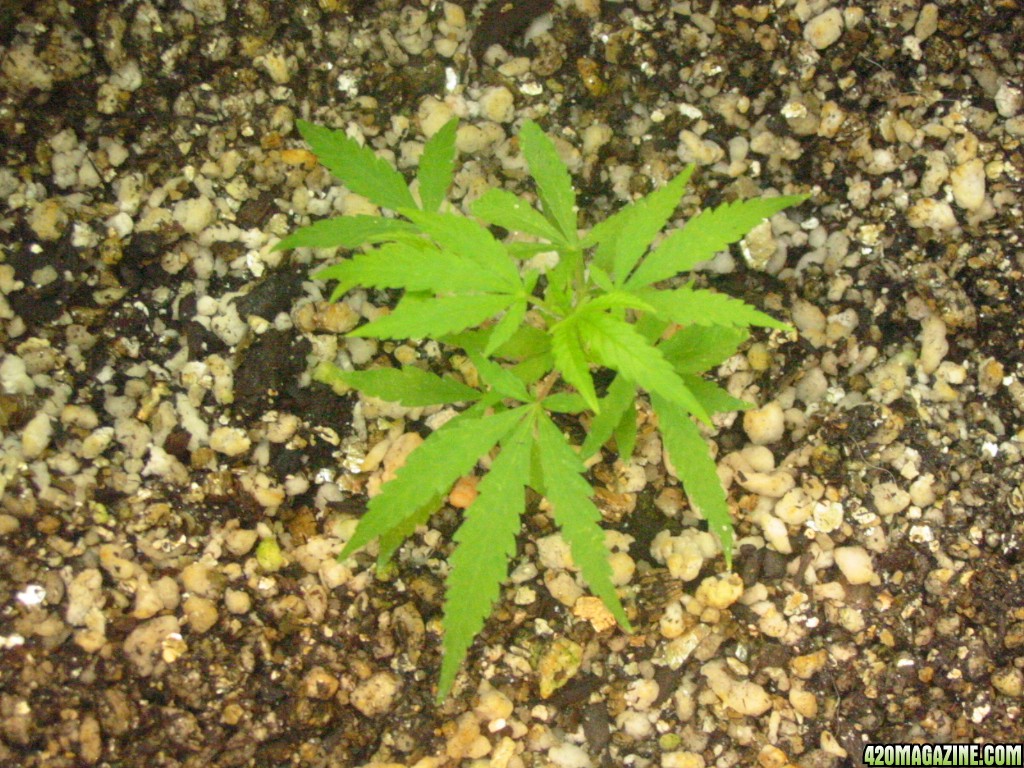 Grow_Op_137.jpg