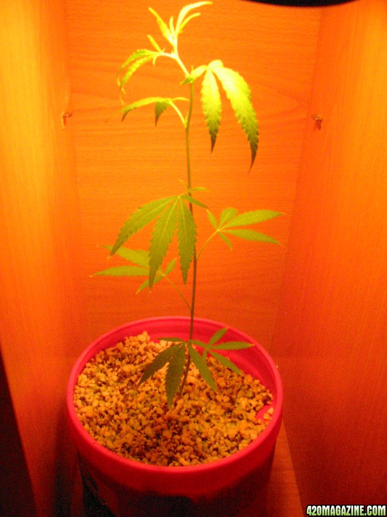 Grow_Op_138.jpg