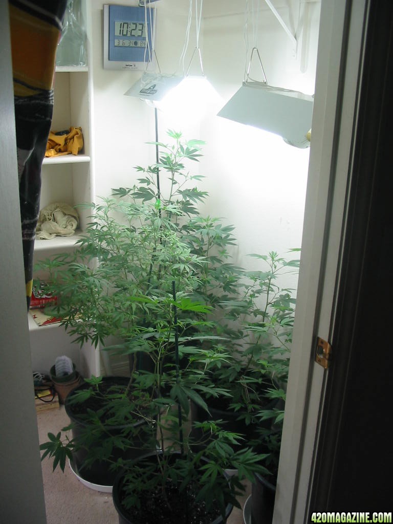 Grow_Op_142.jpg