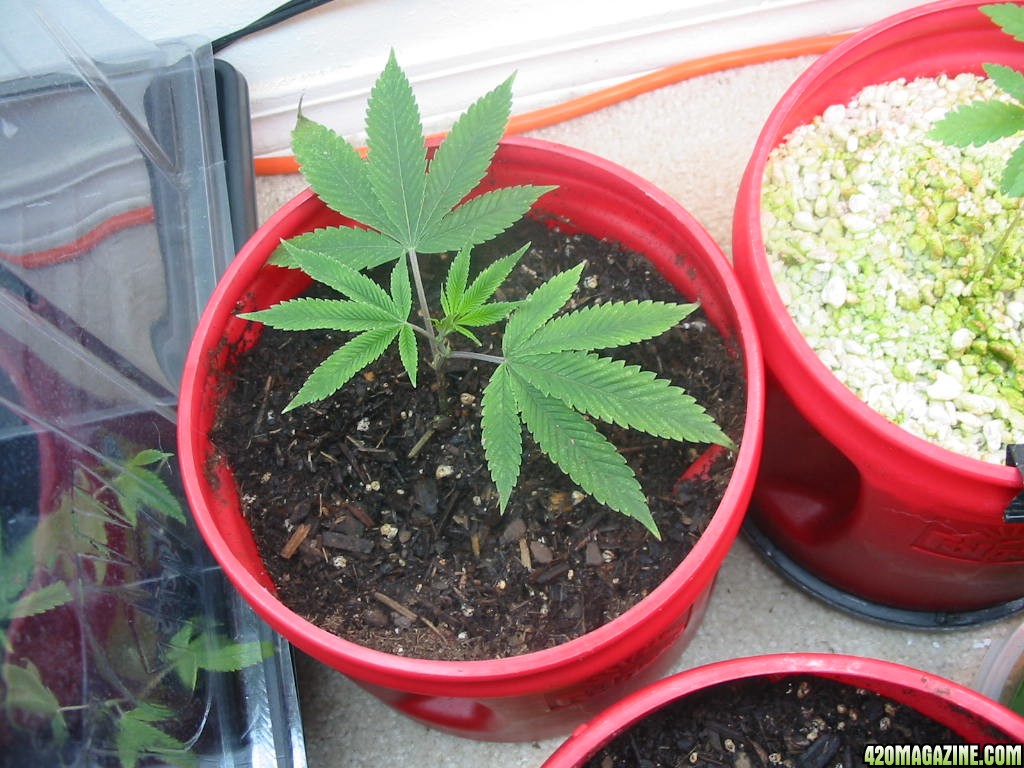 Grow_Op_146.jpg