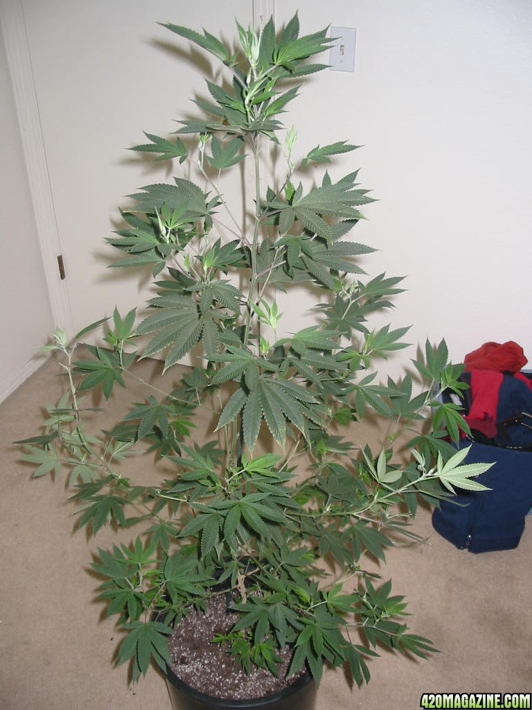 Grow_Op_150.jpg