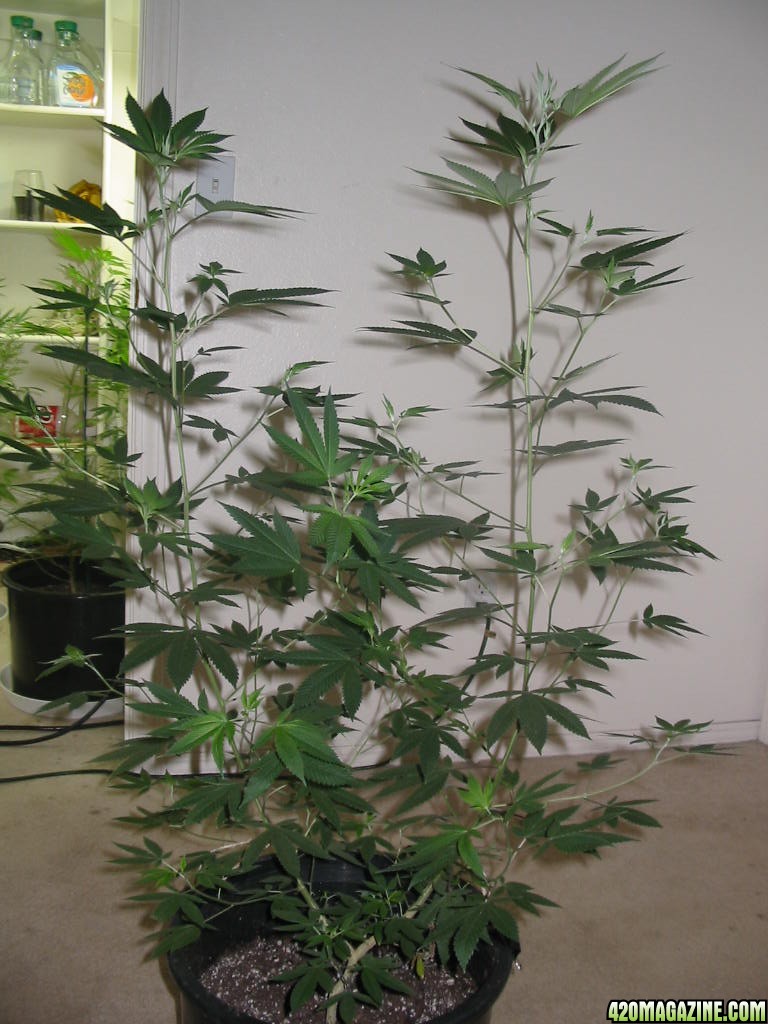 Grow_Op_154.jpg