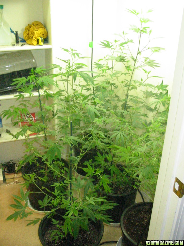 Grow_Op_157.jpg