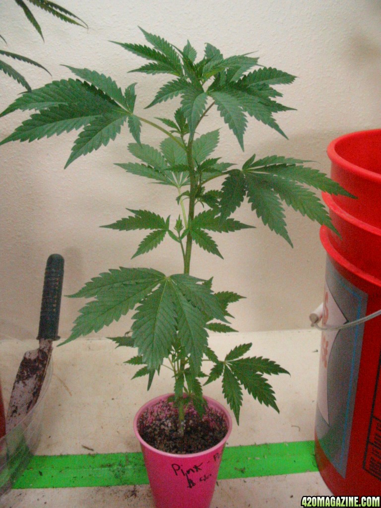 Grow_Op_168.jpg