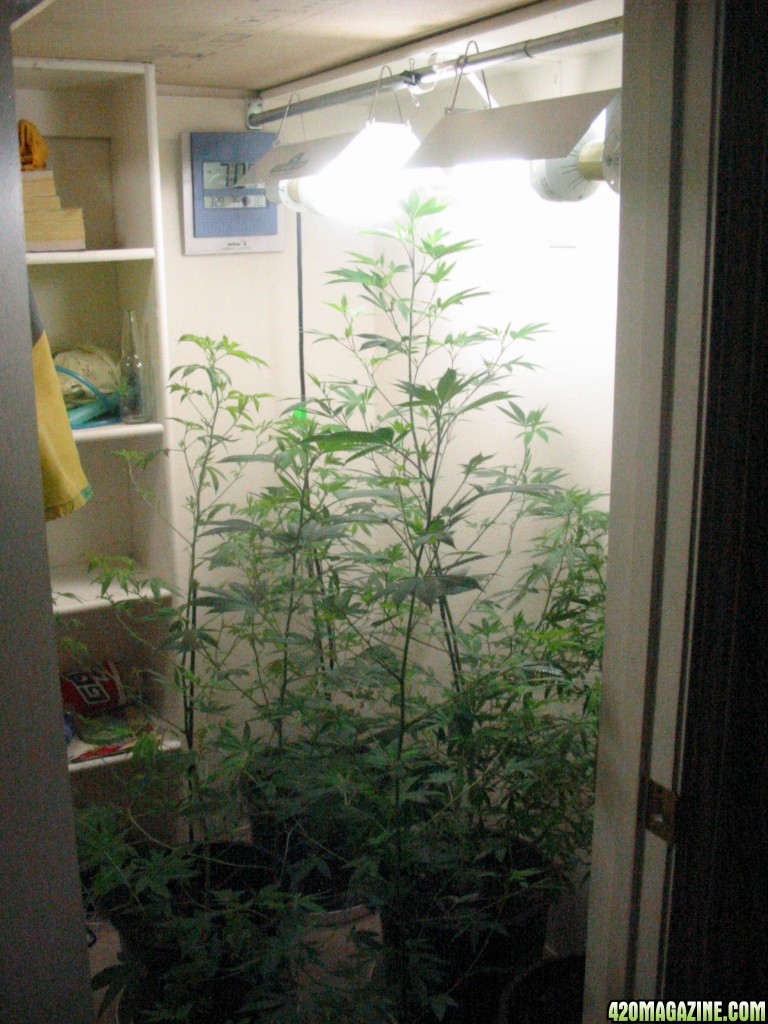 Grow_Op_184.jpg