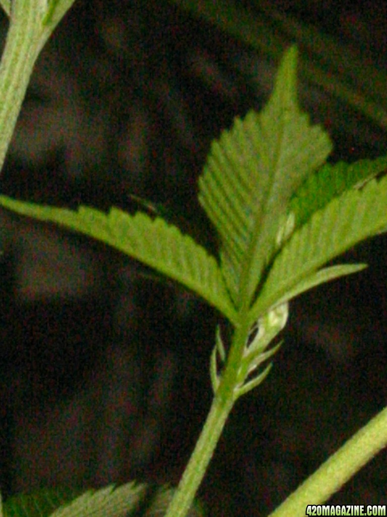 Grow_Op_204.jpg