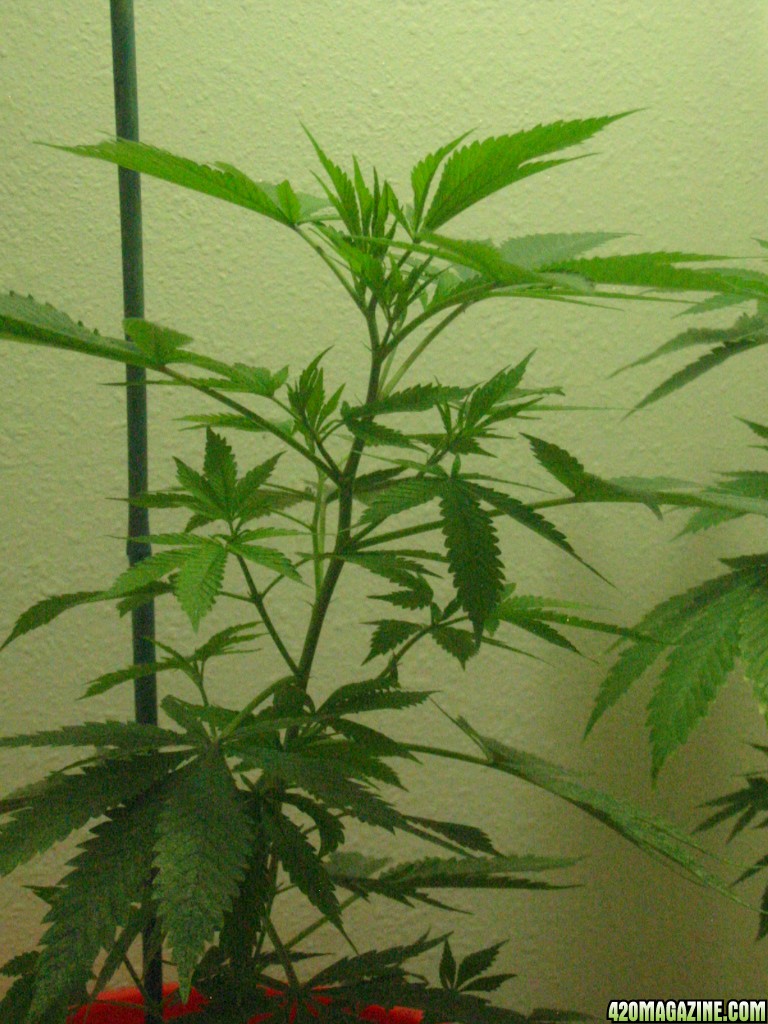 Grow_Op_221.jpg