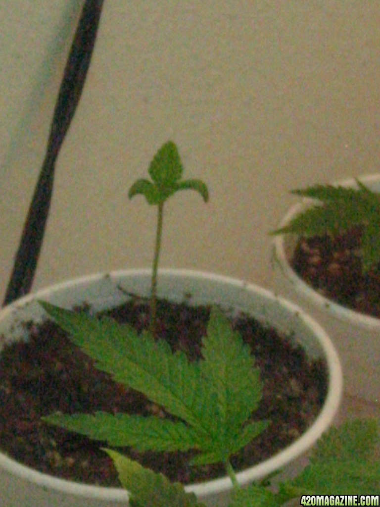 Grow_Op_222.jpg