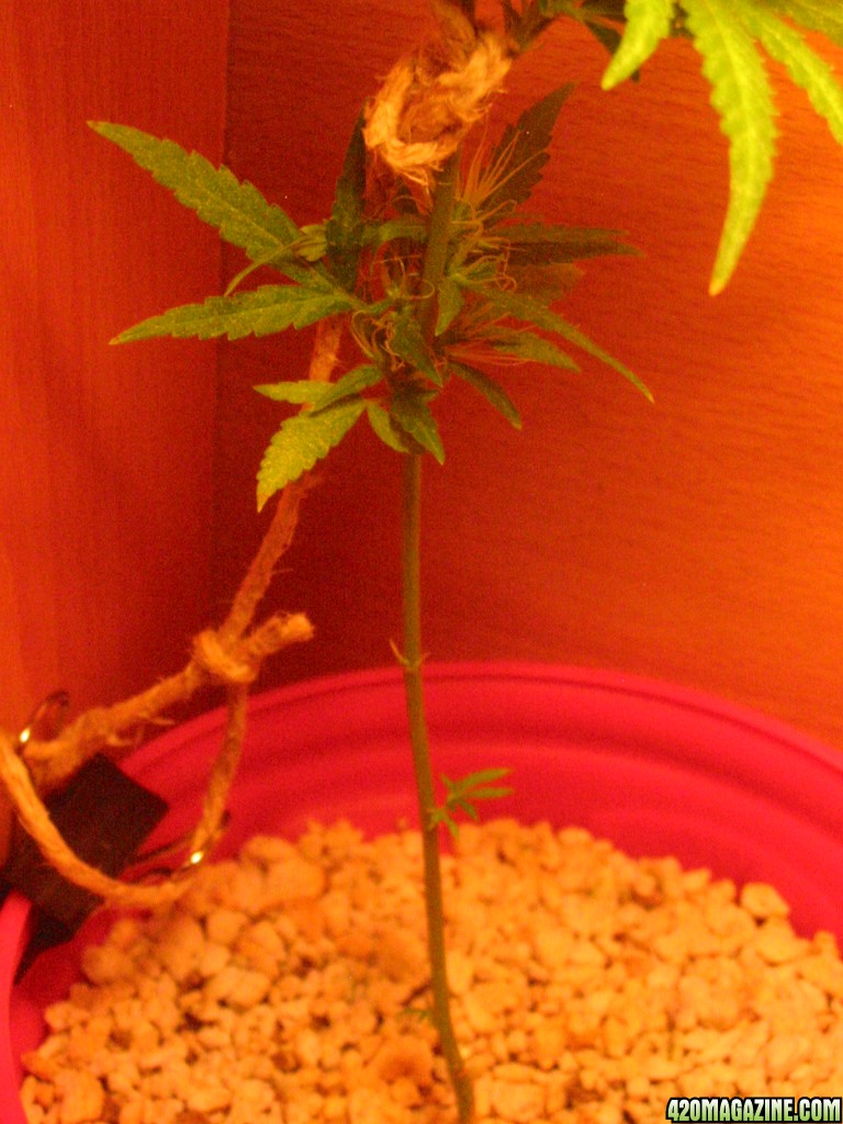 Grow_Op_229.jpg