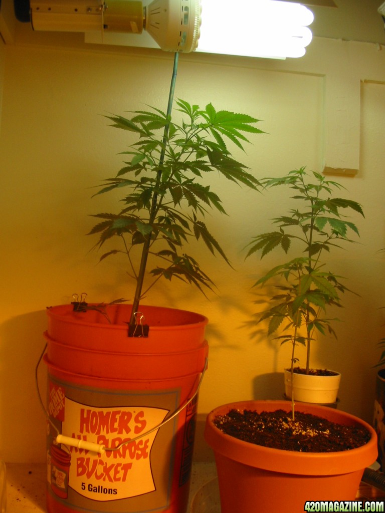 Grow_Op_243.jpg