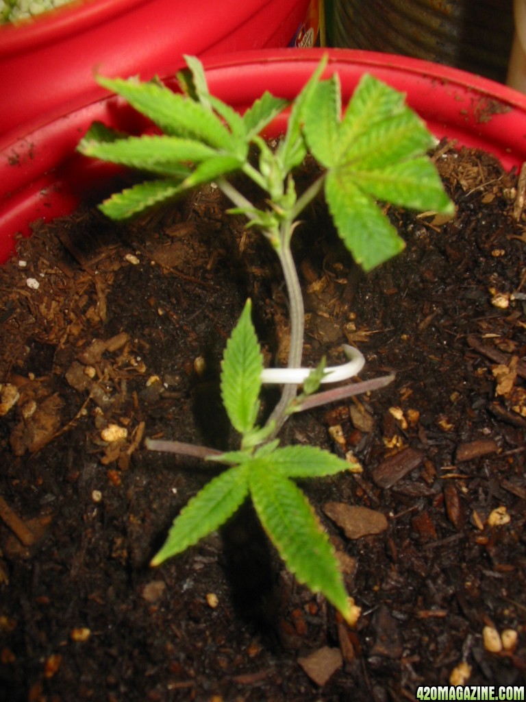 Grow_Op_250.jpg