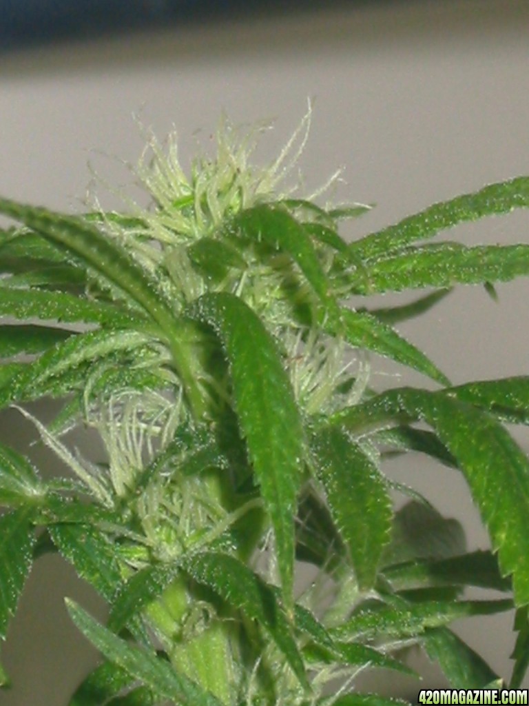 Grow_Op_293.jpg