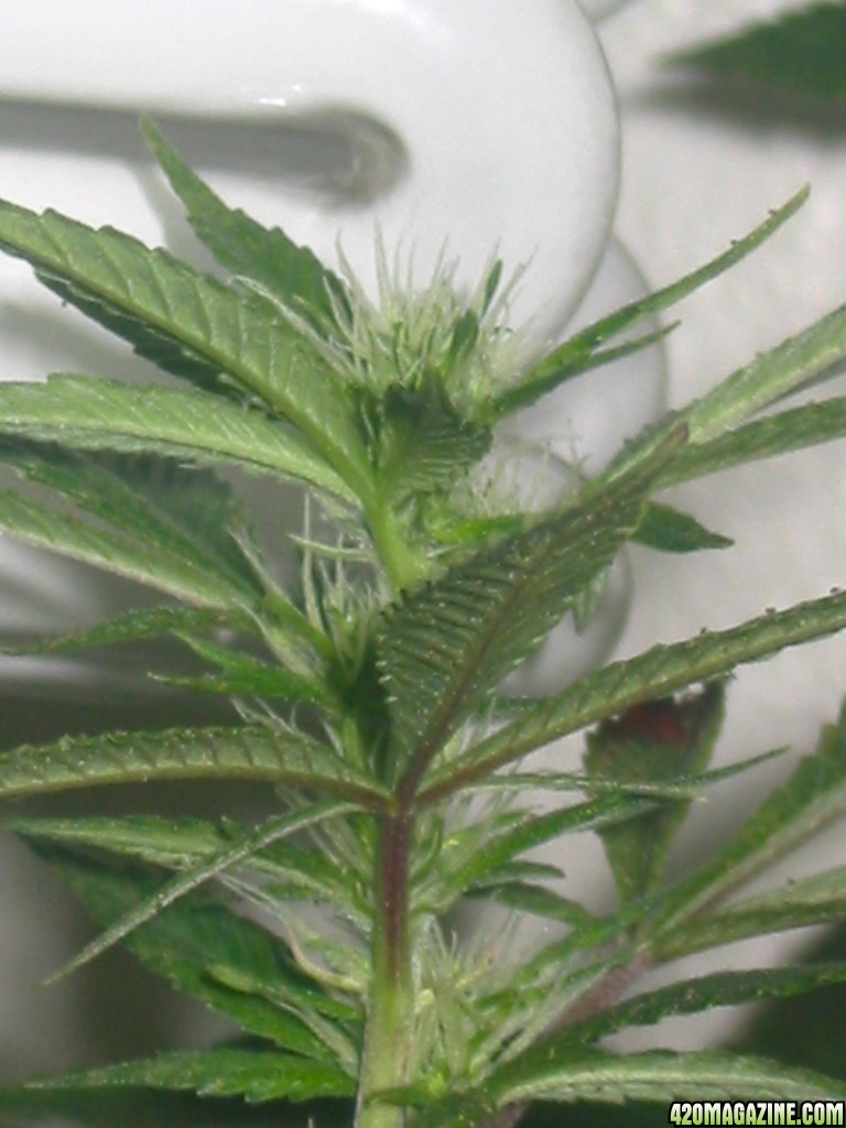 Grow_Op_295.jpg