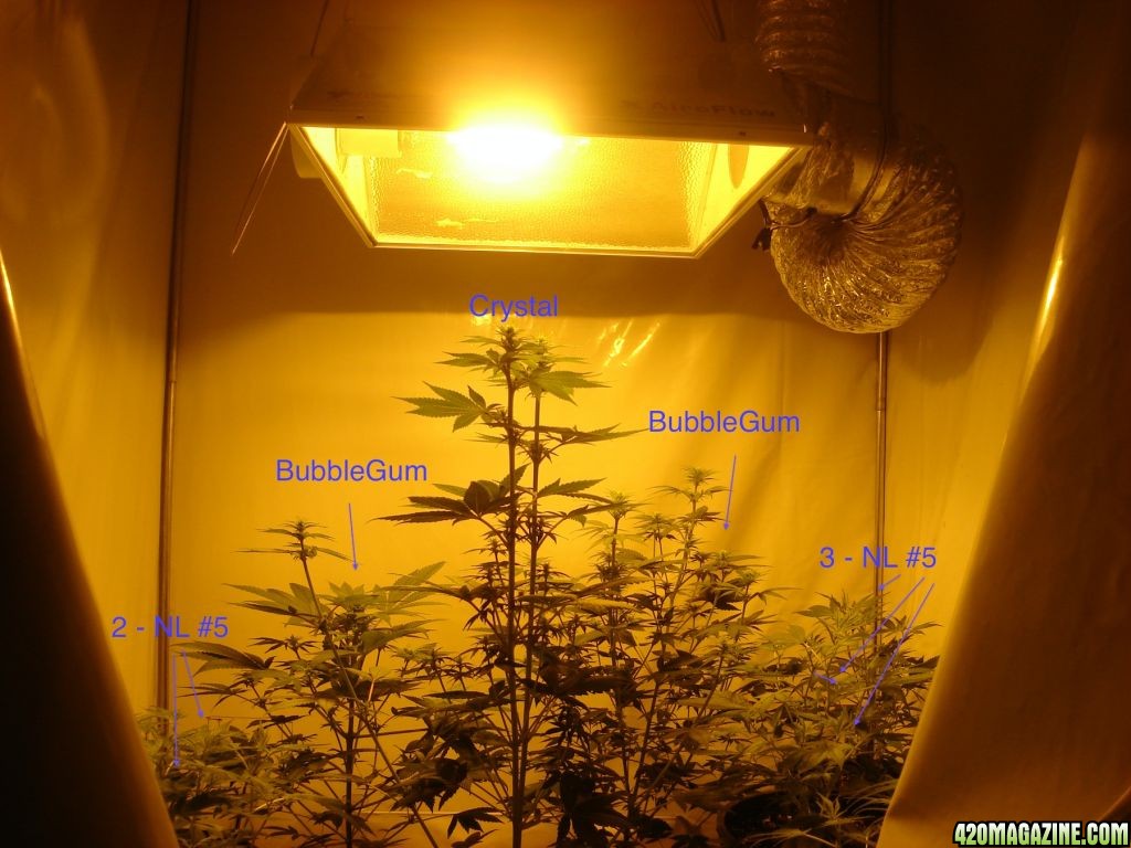 Grow_Room9.jpg