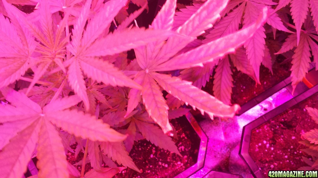 Grow_pic_31.jpg