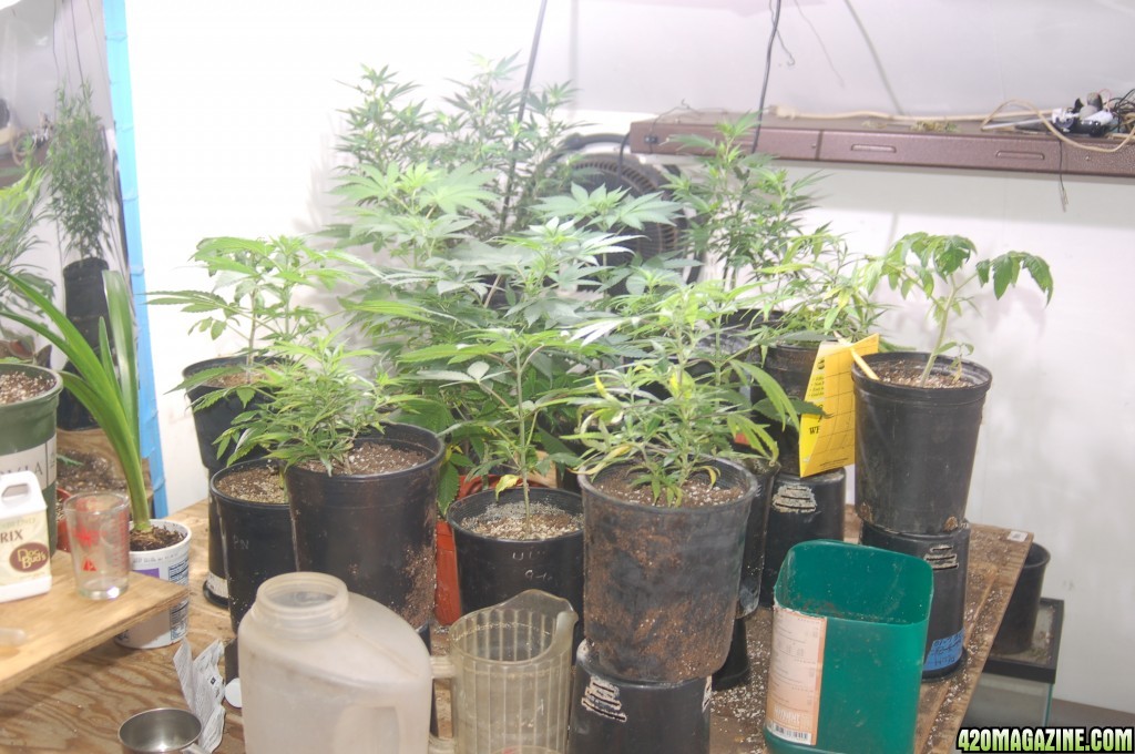 Grow_room110.JPG