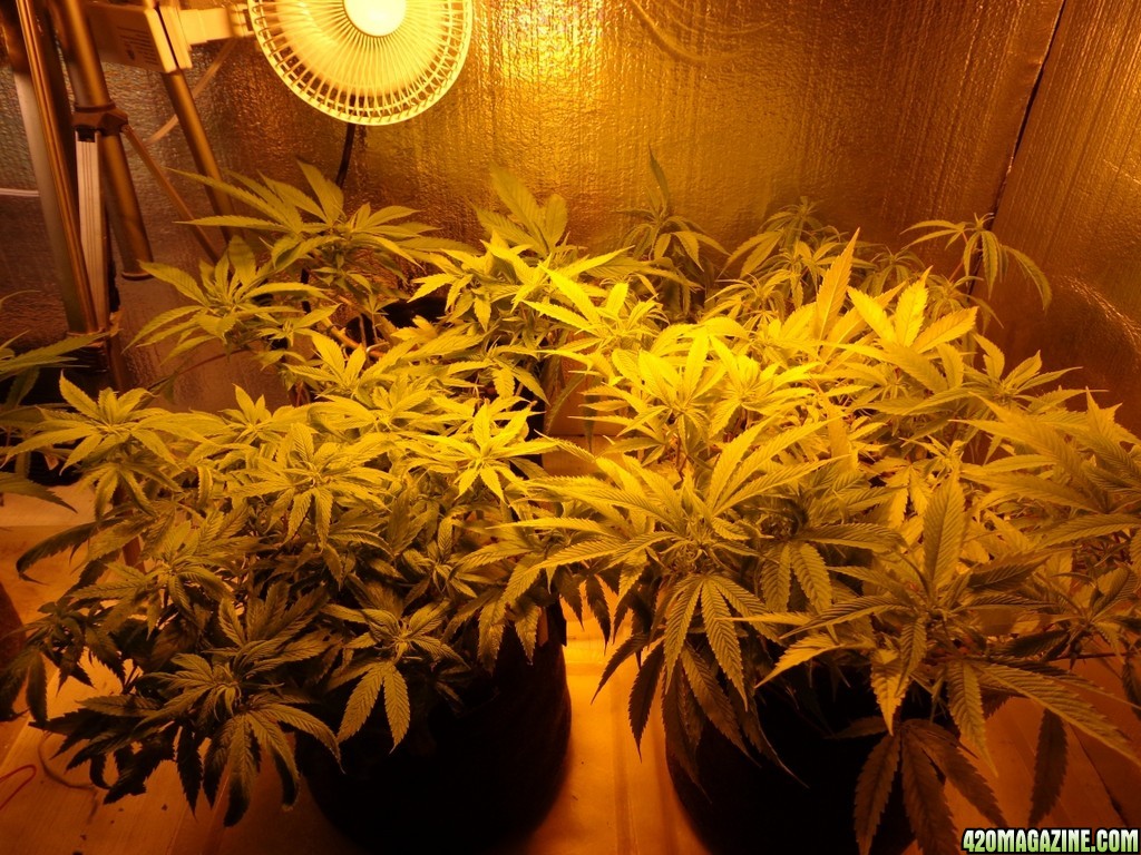 HPS_plants_update_1-20-14.jpg