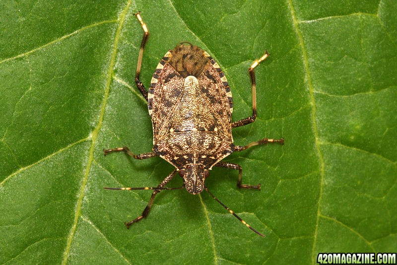 Halyomorpha_halys_lab.jpg