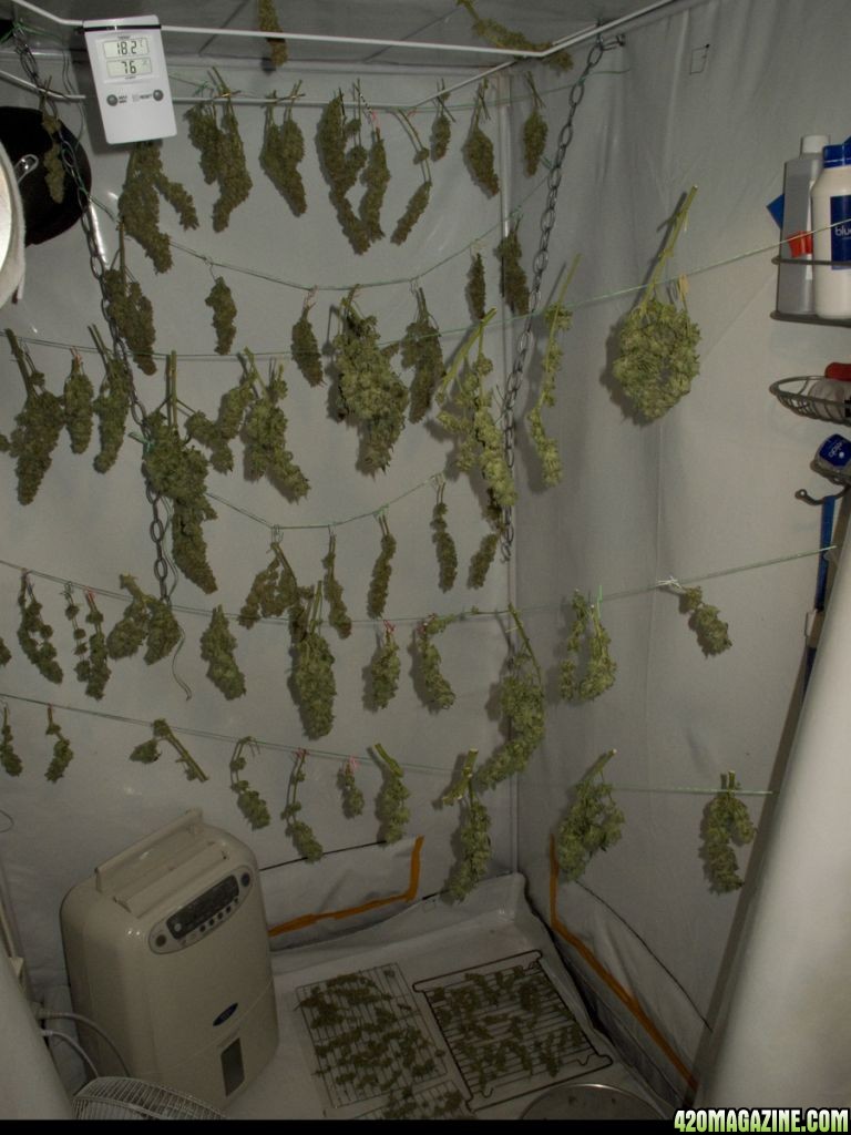 Harvest_Bud_Drying.jpg