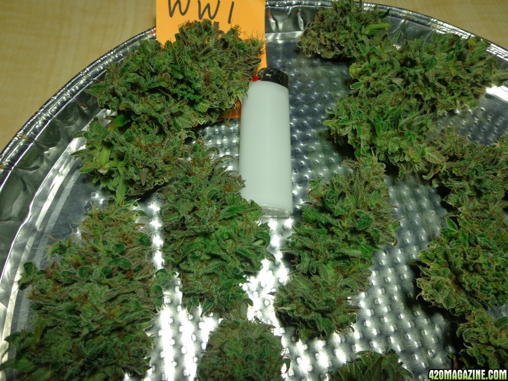 Harvested_White_Widow_1_12-29_2.jpg