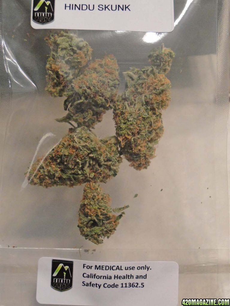 Hindu_Skunk22.jpg