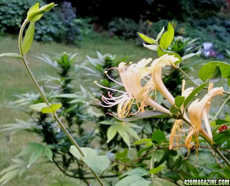 Honeysuckle.jpg