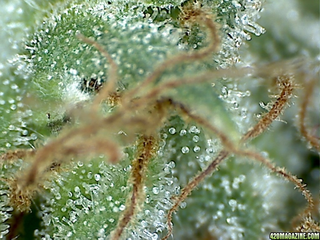 Hs_macro_22.jpg