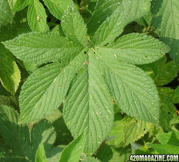 Humulus_small.JPG