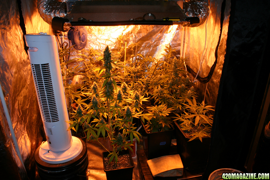 Best Led Light For 4X4 Grow Tent West Field Start Ford