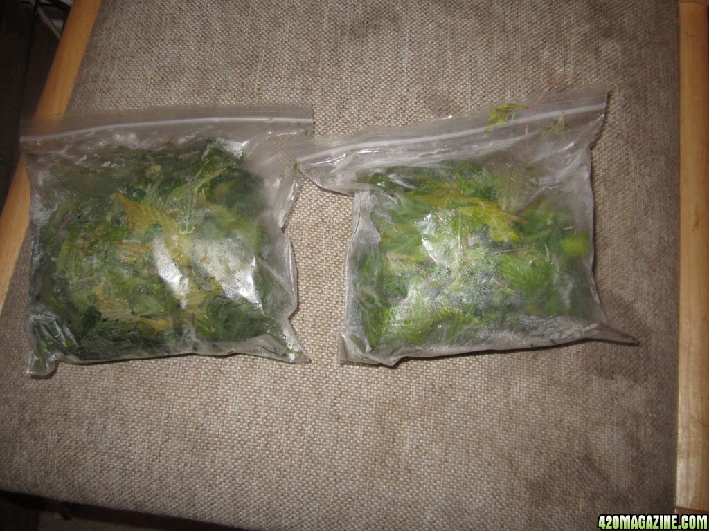 Making hash? A little advise? Using bubble hash bags - Grow from Home -  Growers Network Forum