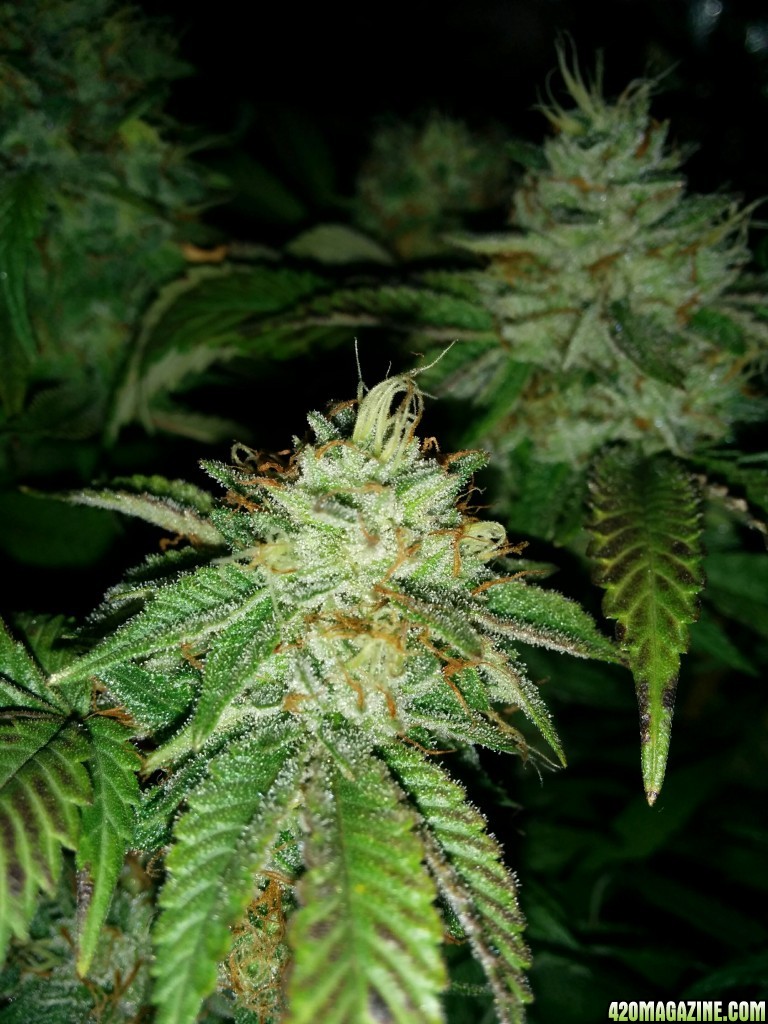 Ice_Mud_Budmaster_LED_Grow_10_.jpg