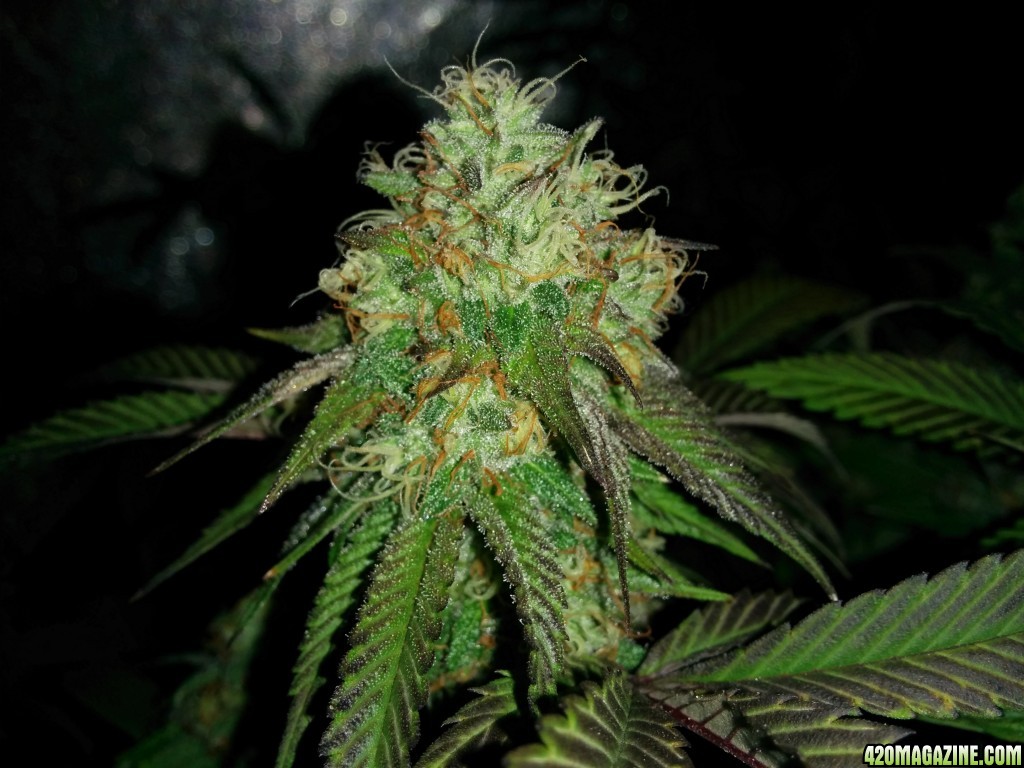 Ice_Mud_Budmaster_LED_Grow_11_.jpg