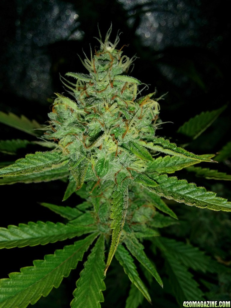 Ice_Mud_Budmaster_LED_Grow_12_.jpg