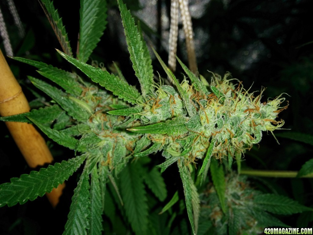 Ice_Mud_Budmaster_LED_Grow_13_.jpg