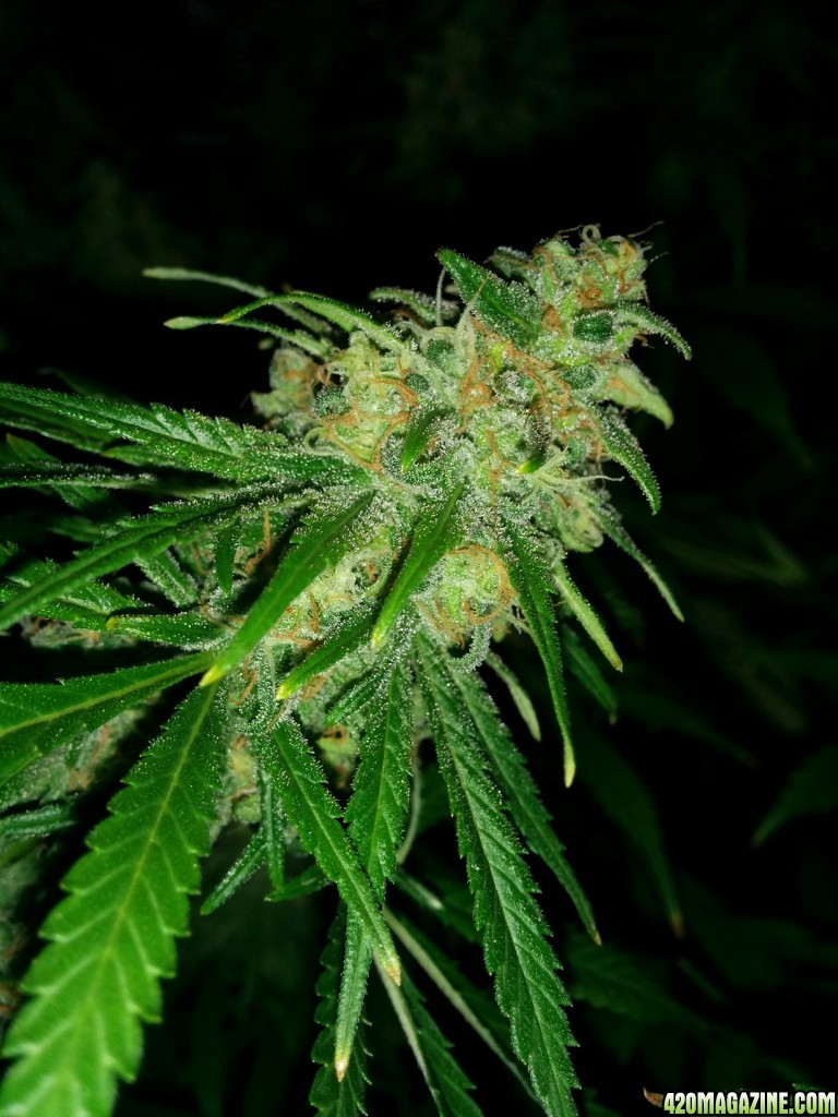 Ice_Mud_Budmaster_LED_Grow_14_.jpg