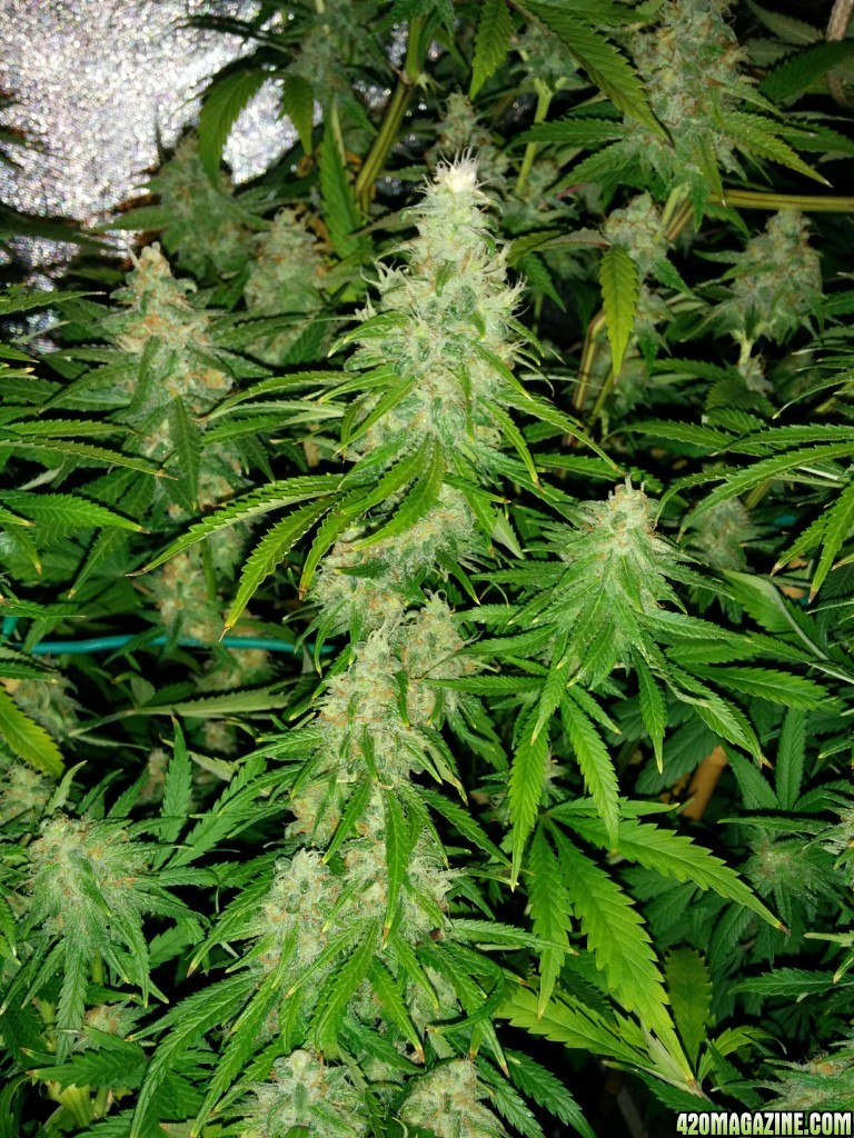 Ice_Mud_Budmaster_LED_Grow_15_.jpg