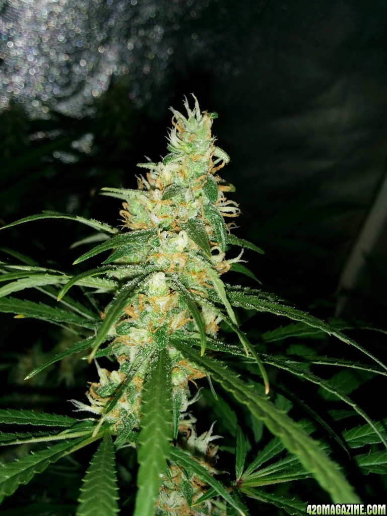 Ice_Mud_Budmaster_LED_Grow_16_.jpg