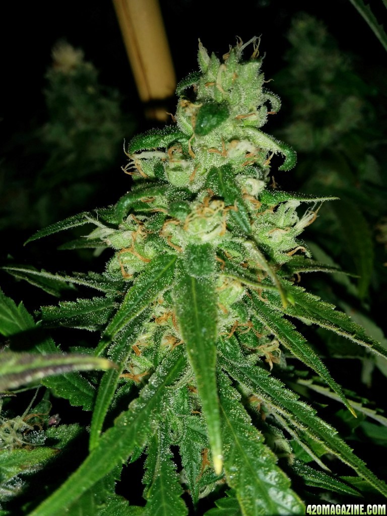 Ice_Mud_Budmaster_LED_Grow_17_.jpg