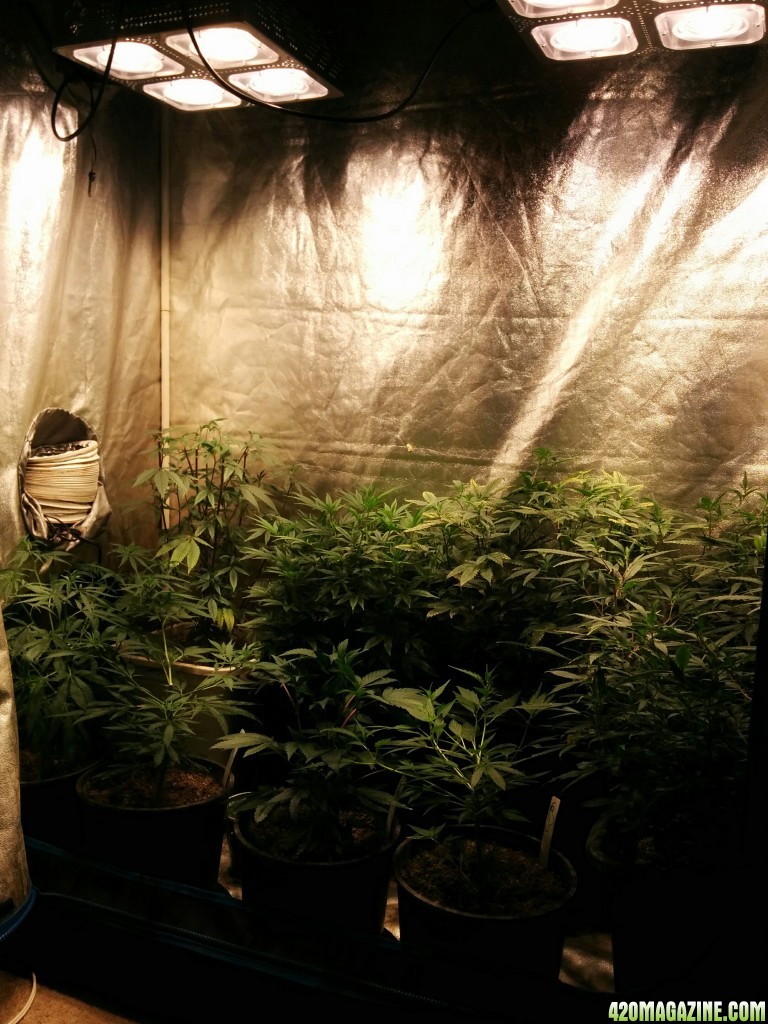 Ice_Mud_Budmaster_LED_Grow_19_.jpg