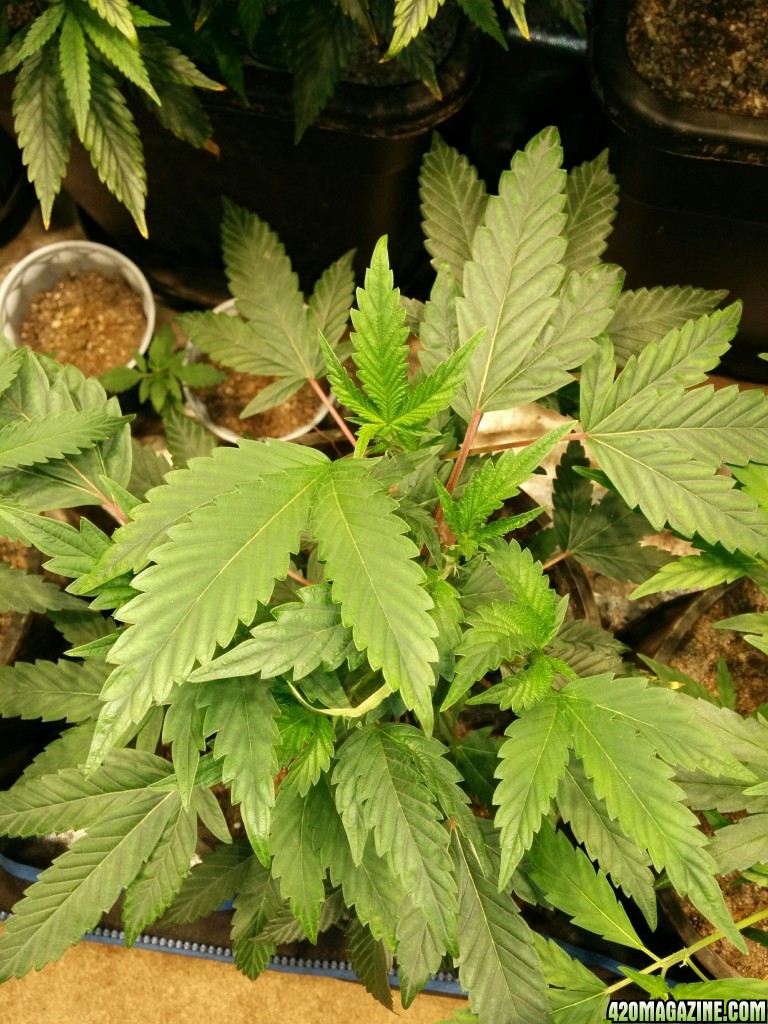 Ice_Mud_Budmaster_LED_Grow_1_.jpg