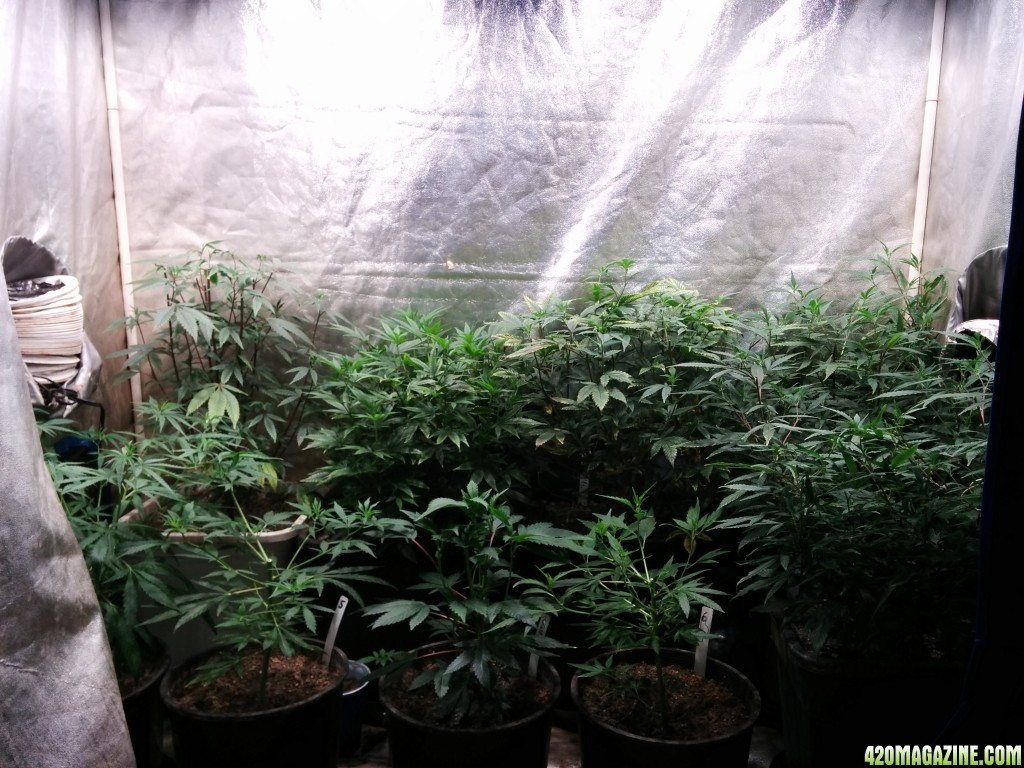 Ice_Mud_Budmaster_LED_Grow_20_.jpg